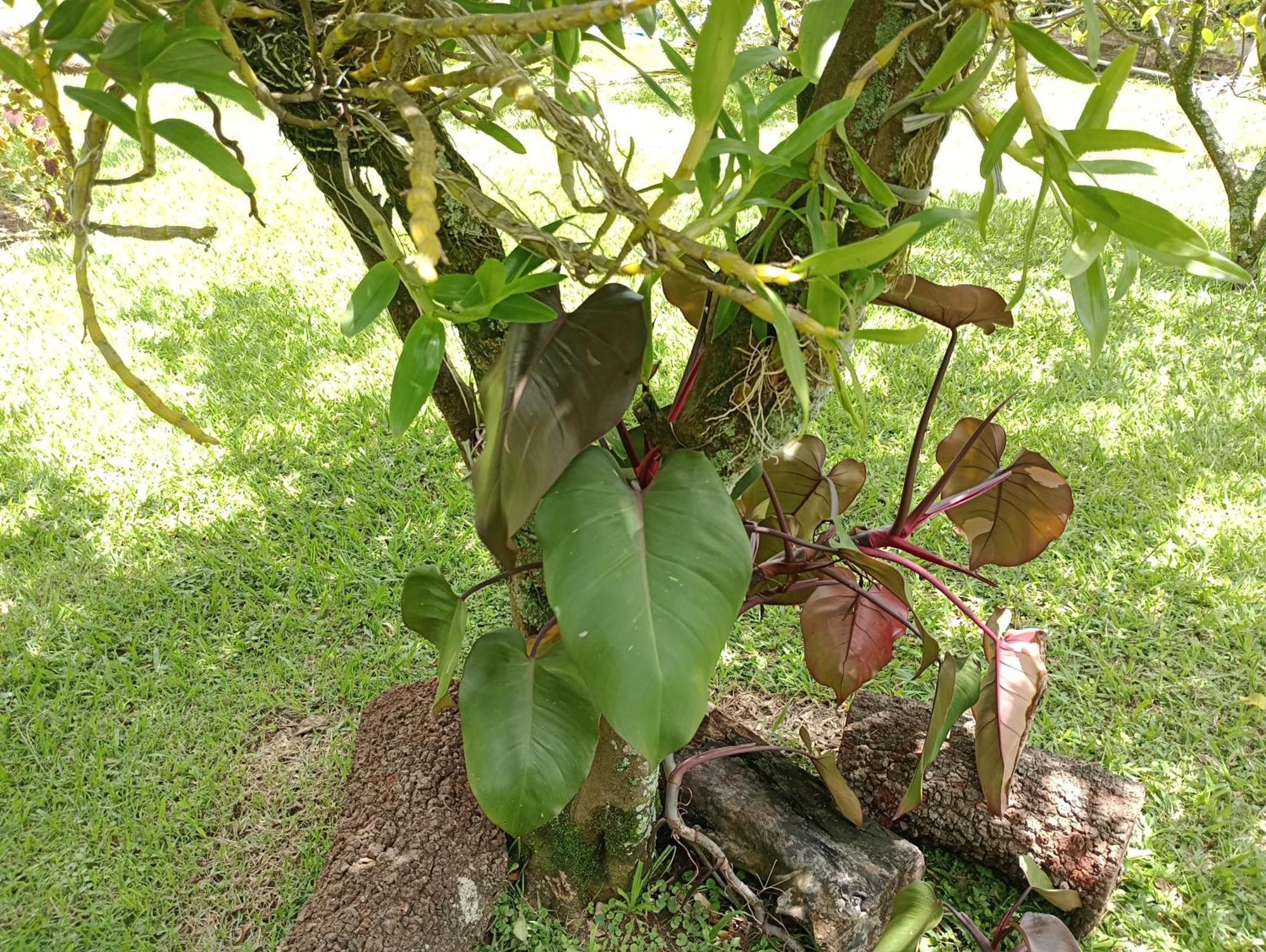 Pousada Chacara Vivalli Holambra Exteriör bild
