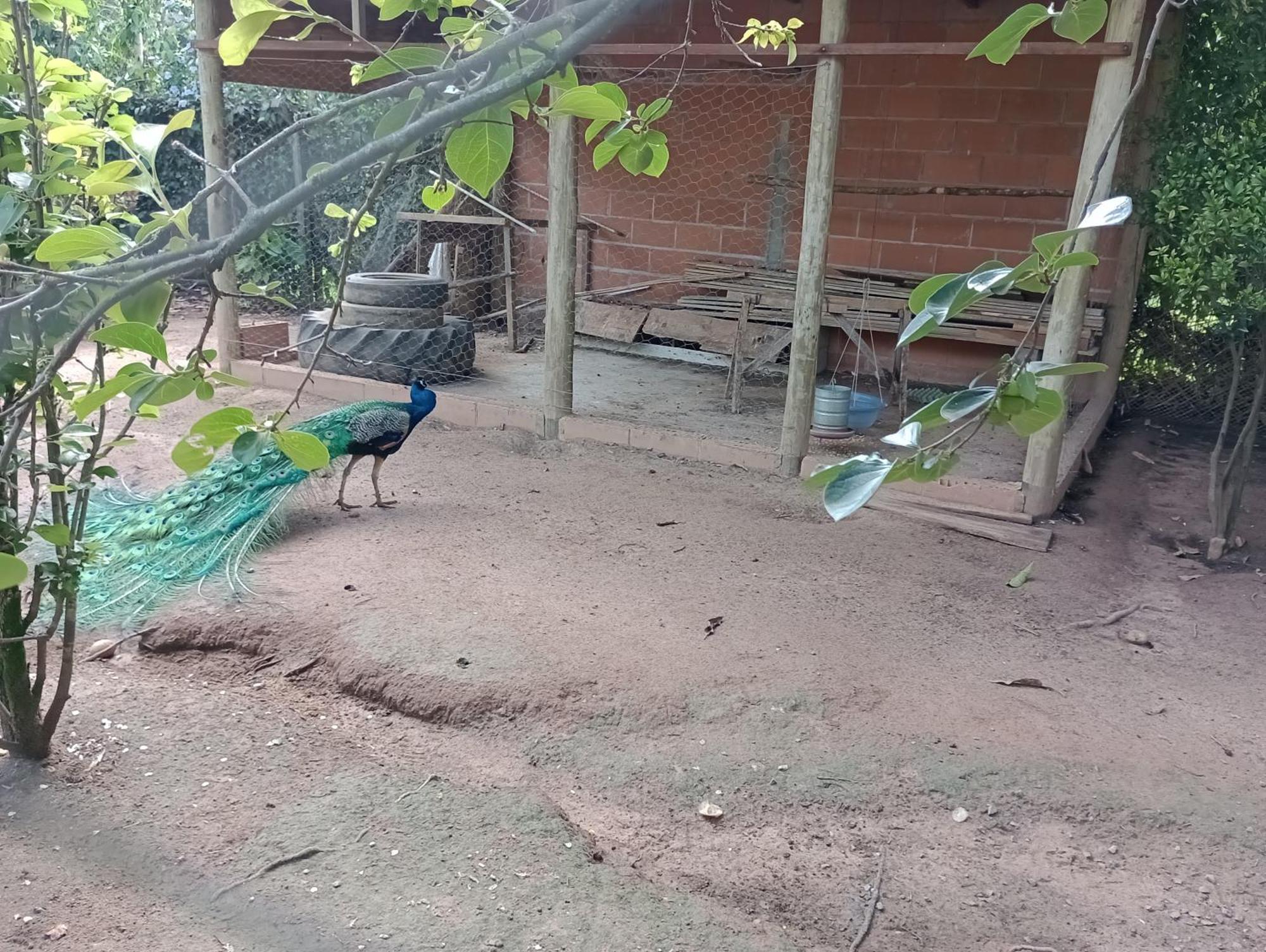 Pousada Chacara Vivalli Holambra Exteriör bild